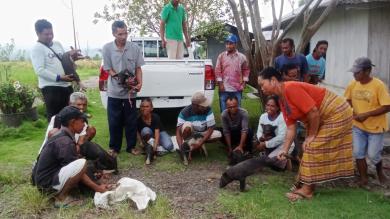 Respon Kebutuhan Warga, Pemdes Siru Bagikan Ternak